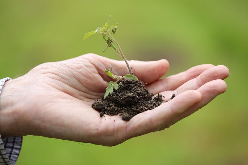 Spring Planting Guide