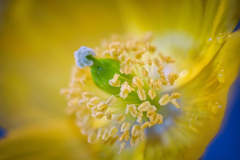 Summer garden