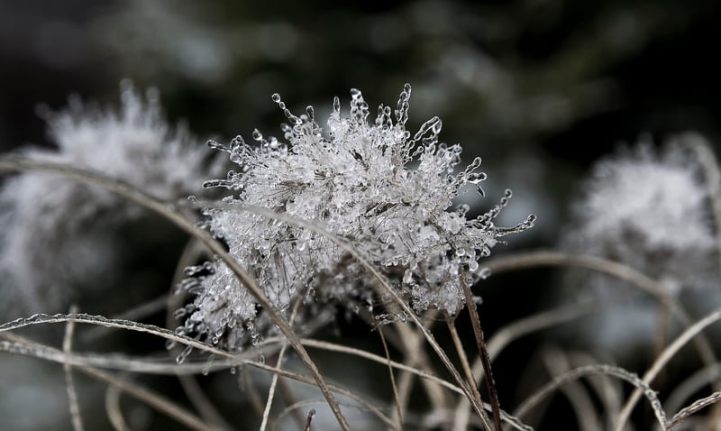 Winter garden