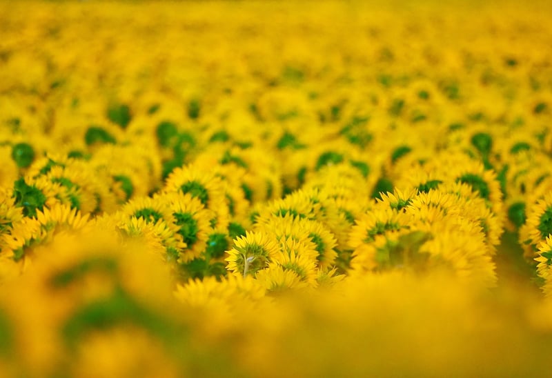 Sunflower in Summer