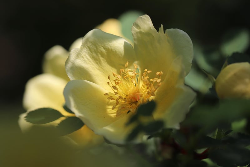 Roses