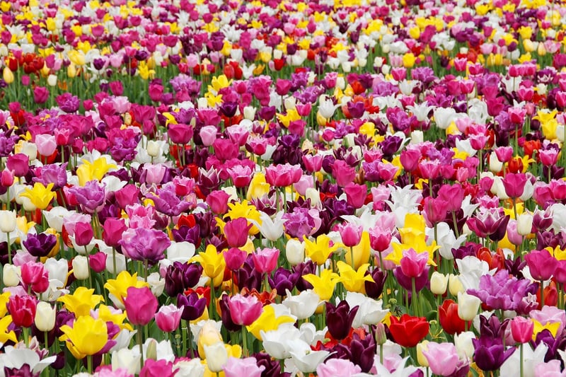 Tulips